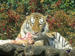 Tiergarten Schönbrunn am 20.10.2025